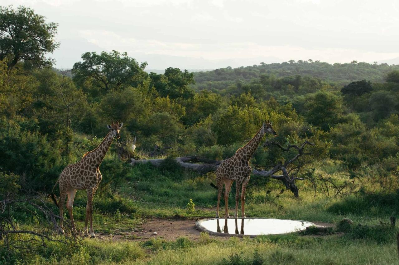 Isambane Camp Villa Balule Game Reserve Bagian luar foto