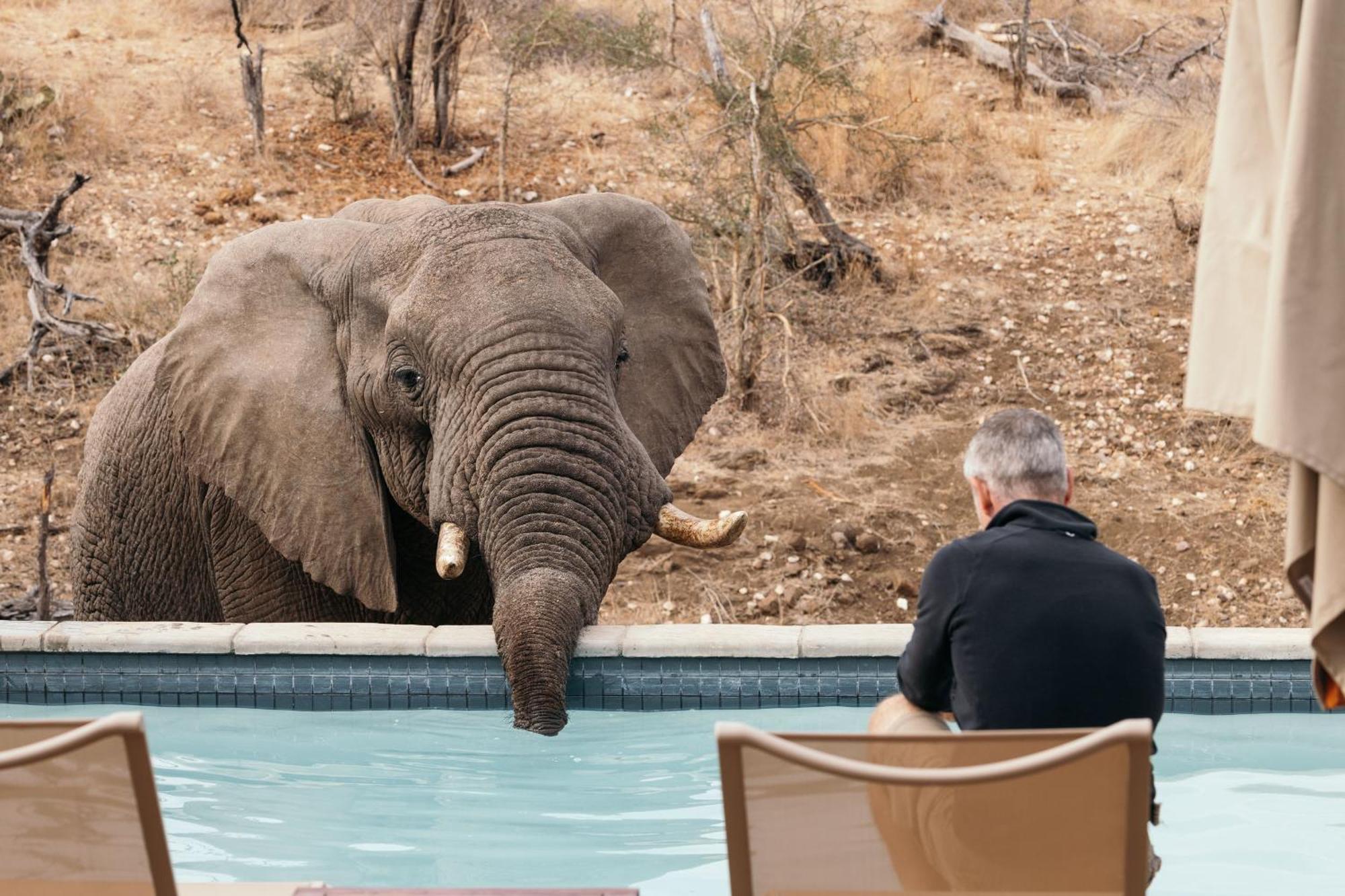 Isambane Camp Villa Balule Game Reserve Bagian luar foto