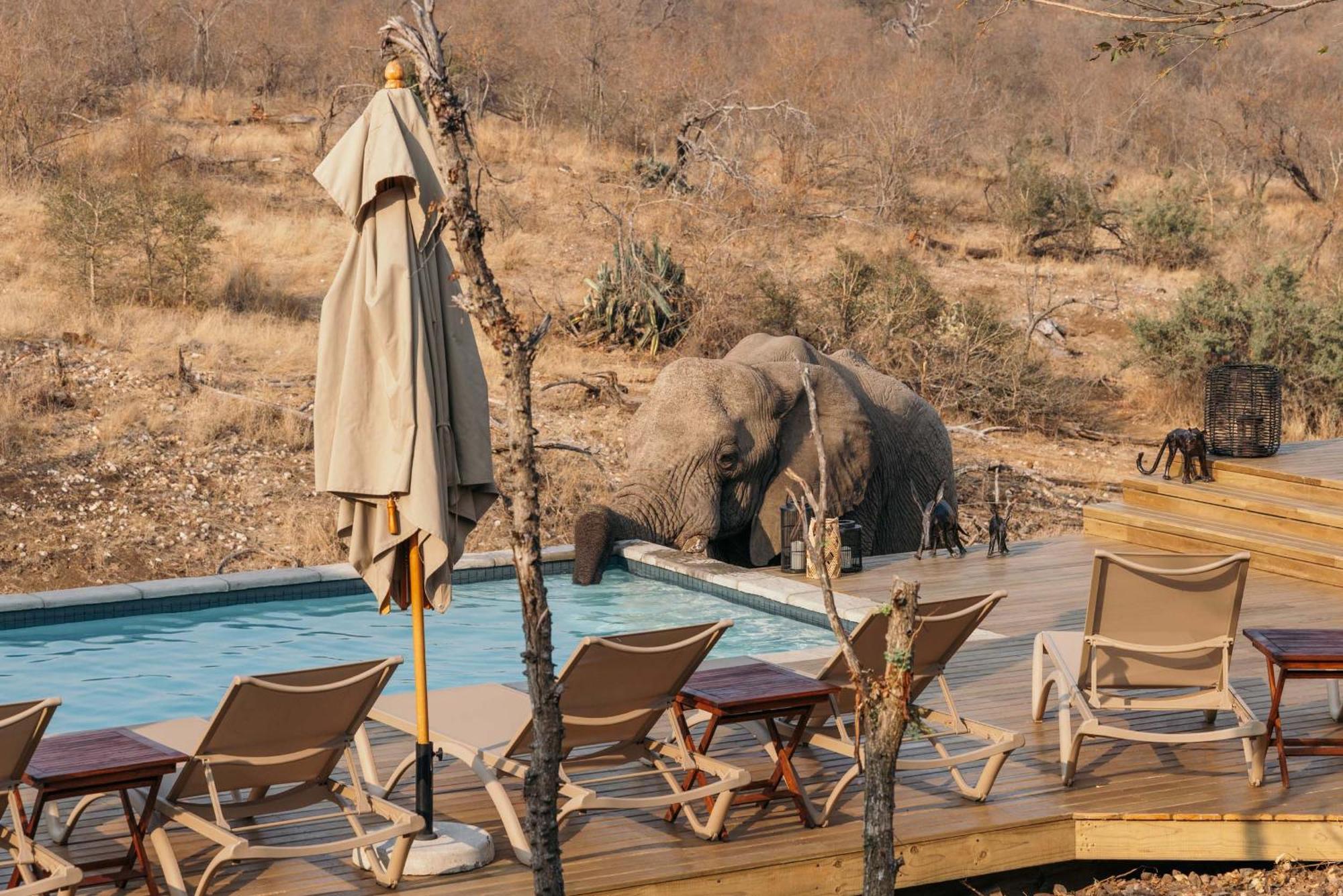Isambane Camp Villa Balule Game Reserve Bagian luar foto